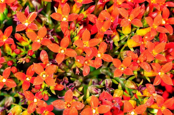 Bir demet portakal çiçeği