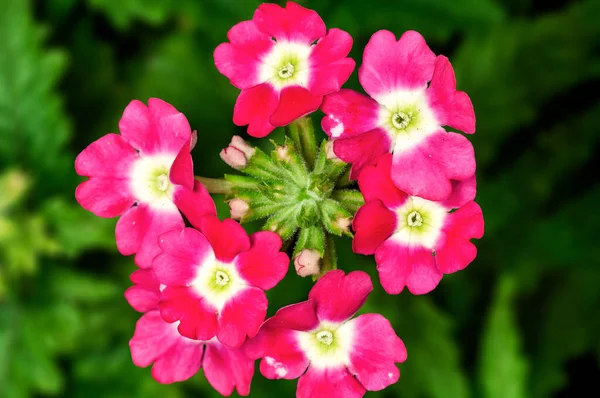 Ett Gäng Rosa Blommor Växt — Stockfoto