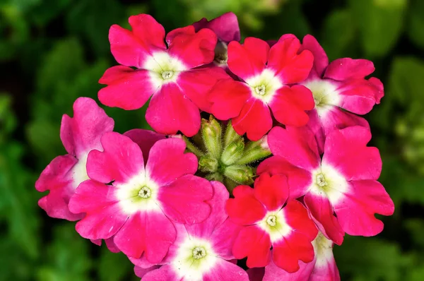 Bunch Pink Flowers — Stock Photo, Image
