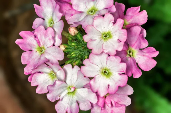 Bunch Flowers Plant — Stock Photo, Image