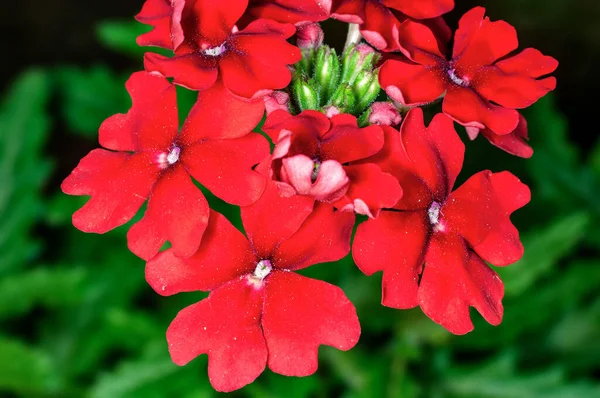 Bunch Flowers Plant — Stock Photo, Image