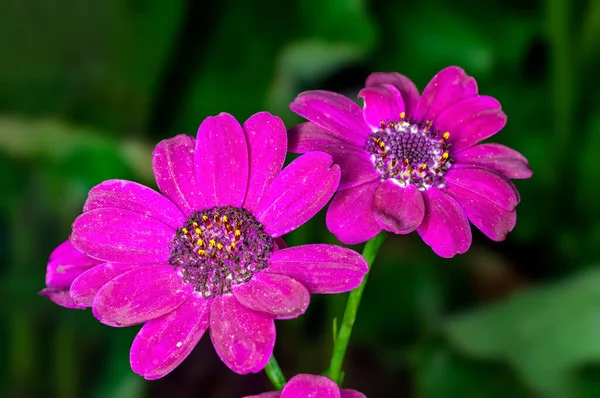 Paar Von Rosa Blume Grün — Stockfoto