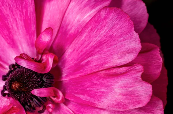 Closeup Pink Rose Flower Petals — Stock Photo, Image