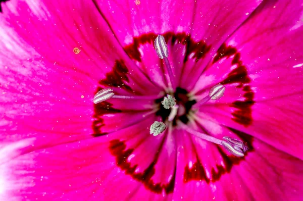 Closeup Pink Flower Petals — Stock Photo, Image