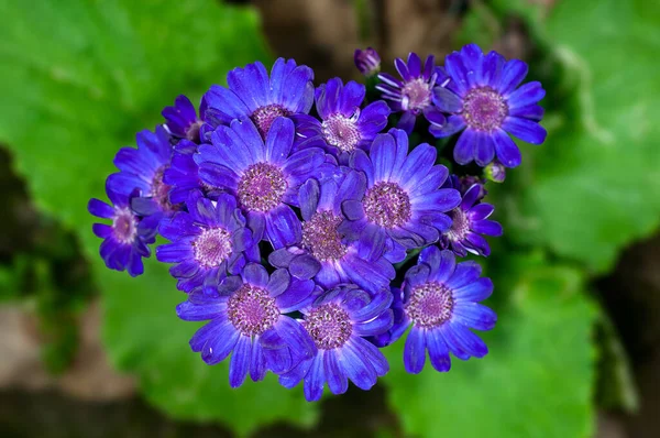 Bouquet Fleurs Sur Une Plante — Photo