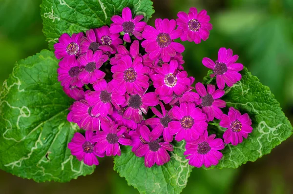 Bunch Flowers Plant — Stock Photo, Image