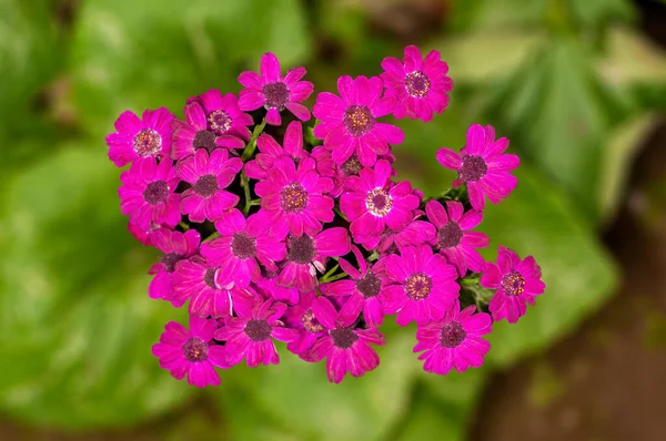 Blommor Planta — Stockfoto