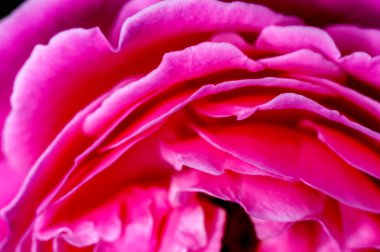 Kırmızı gül ince dokuları gösteriyor.