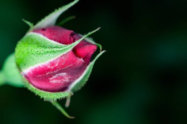 Yeşil gül goncası