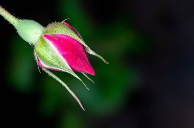 Yeşil gül goncası