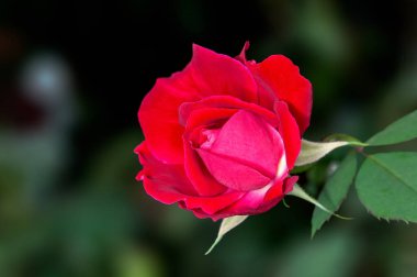 Yeşil gül goncası