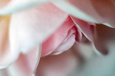 Beyaz gül ince dokusunu gösterir