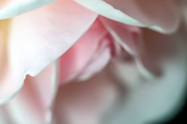 Beyaz gül ince dokusunu gösterir