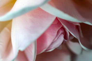 Beyaz gül ince dokusunu gösterir