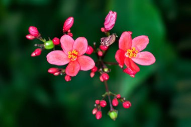 Güzel pembe çiçekler ve tomurcuklar bir bitkinin üzerinde