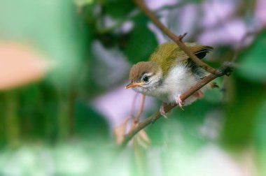 Sıradan terzi kuşunun civcivi bir ağaç dalına uzanıyor