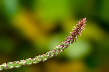 Yumuşak arka planda güzel yabani bitki