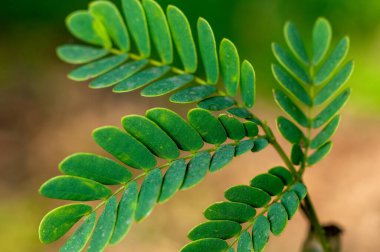 Yeşil yapraklar güzel desenler gösteriyor