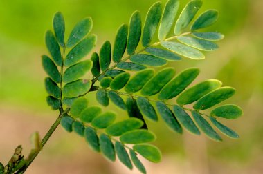 Yeşil yapraklar güzel desenler gösteriyor