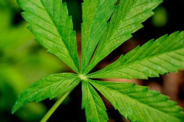 Yeşil yapraklar güzel desenler gösteriyor