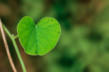 Bir bitkinin üzerinde kalp şeklinde yeşil yaprak