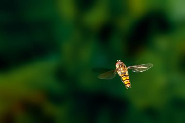 Arılar yeşil renkte uçuyor.