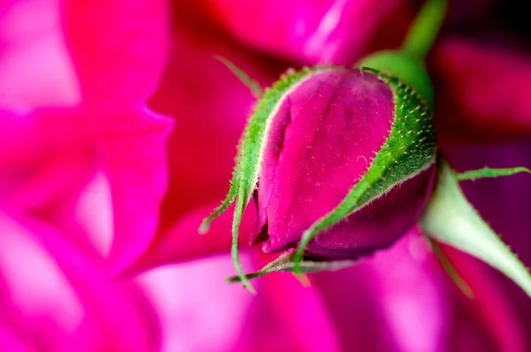 Pink Rose Bud Pink Texture — Stock Photo, Image