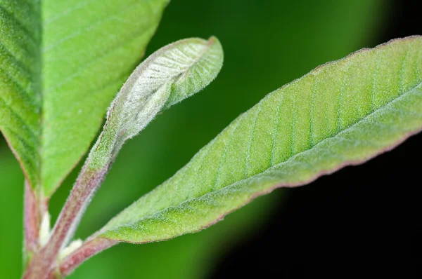 Feuilles Vertes Vert — Photo