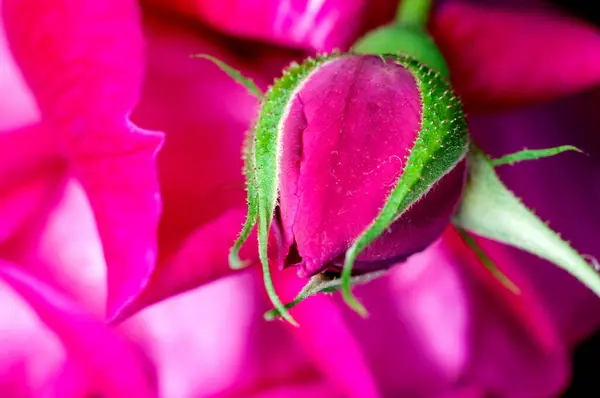 Pink Rose Bud Pink Texture — Stock Photo, Image