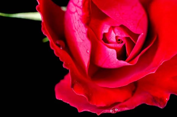 Red Rose Showing Fine Texture — Stock Photo, Image