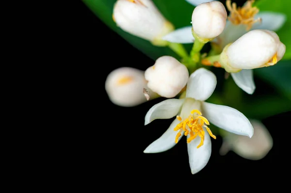 Kleine Weiße Blumen Auf Einer Pflanze — Stockfoto
