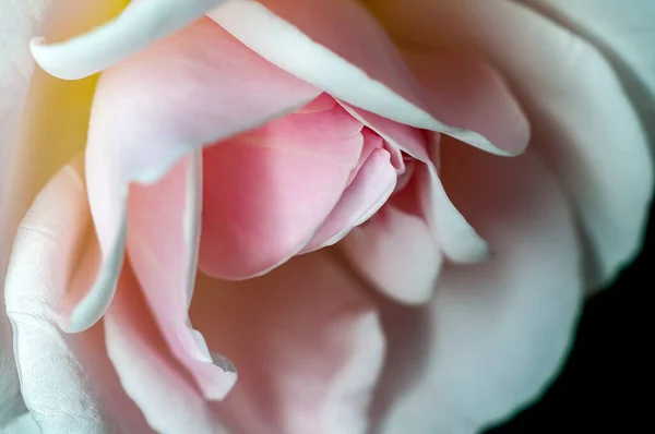 Weiße Rose Mit Feiner Textur — Stockfoto