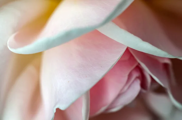 Bílá Růže Jemnou Strukturou — Stock fotografie