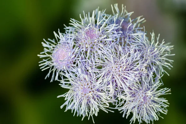 紫罗兰野花花束 — 图库照片