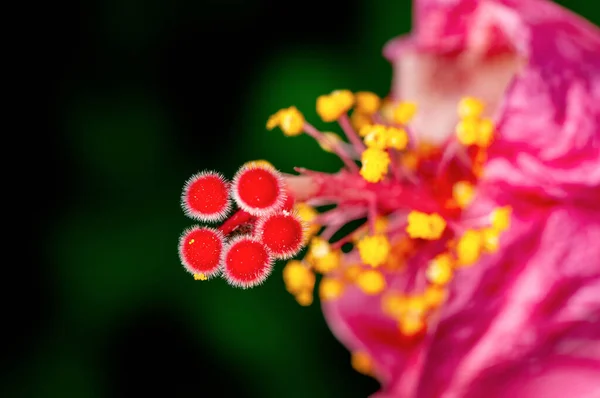 Closeup Hibiscus Pollen Showing Beautiful Pattern — Stock Photo, Image