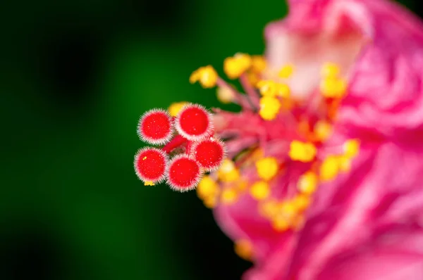 Closeup Hibiscus Pollen Showing Beautiful Pattern — Stock Photo, Image