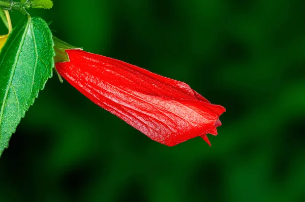 Bud Hibisco Com Folhas Verde — Fotografia de Stock