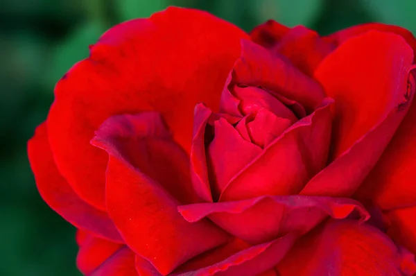 Closeup Red Rose Showing Nice Texture — Stock Photo, Image