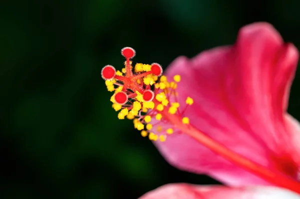 Closeup Hibiscus Pollen Showing Beautiful Pattern — Stock Photo, Image