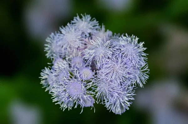 Violet Wild Flower Bouquet — Stock Photo, Image