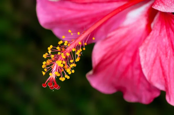 Nahaufnahme Von Hibiskus Pollen Mit Schönem Muster — Stockfoto
