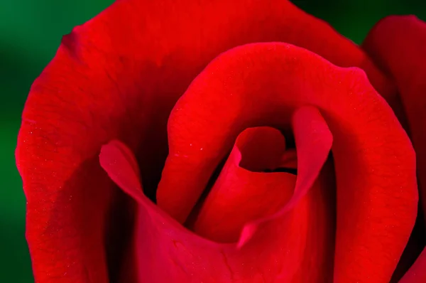 Closeup Red Rose Showing Nice Texture — Stock Photo, Image