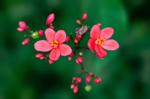 Lindas Flores Botões Cor Rosa Uma Planta — Fotografia de Stock