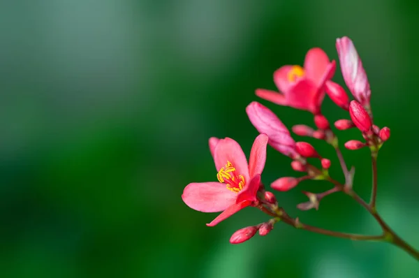 Όμορφα Ροζ Λουλούδια Και Μπουμπούκια Ένα Φυτό — Φωτογραφία Αρχείου
