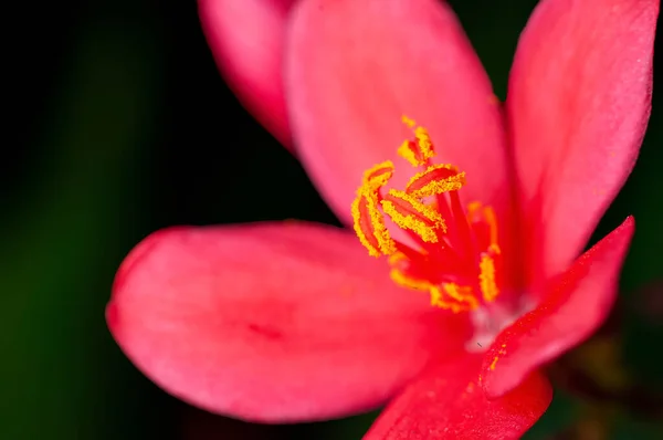 Hermosa Flor Rosa Una Planta — Foto de Stock