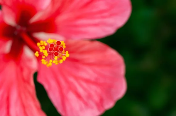 Closeup Hibiscus Pollen Showing Beautiful Pattern — Stock Photo, Image