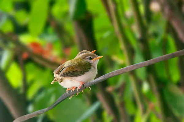 Pair Common Tailorbird Chicks Tree Branch — Stock Photo, Image