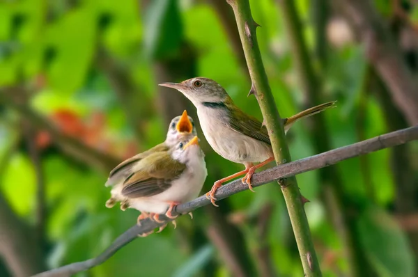 Pájaro Sastre Común Con Polluelos Una Rama Árbol — Foto de Stock