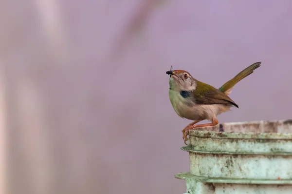 Pájaro Sastre Común Con Mosca Doméstica Pico — Foto de Stock