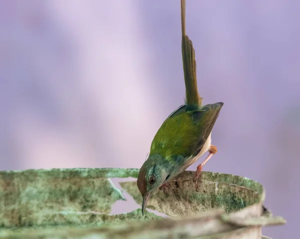 Common Tailorbird Sitting Bucket — Stock Photo, Image